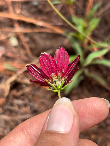 Cosmos scabiosoides, photograph 2