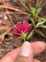 Cosmos scabiosoides, photograph (c) Ricardo Betancourt Sánchez, some rights reserved (CC BY)