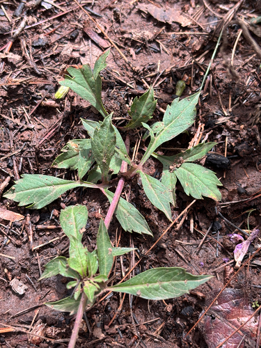 Cosmos scabiosoides, photograph 4