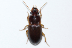 Harpalus somnulentus