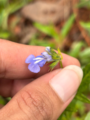 Salvia laevis, photograph (c) Ricardo Betancourt Sánchez, some rights reserved (CC BY)