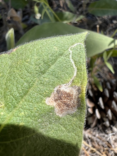 iNaturalist observation photo of Insects