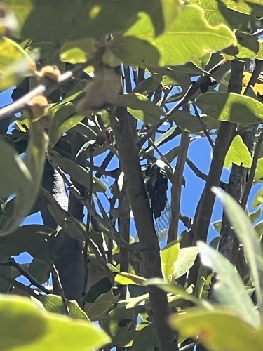 iNaturalist observation photo of Somber Cicada