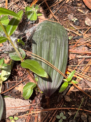 Bletia roezlii