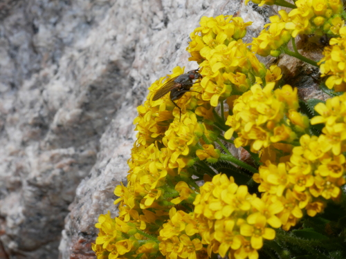 iNaturalist observation photo of Leucophora