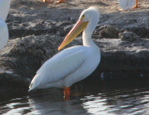 Pelecanus erythrorhynchos
