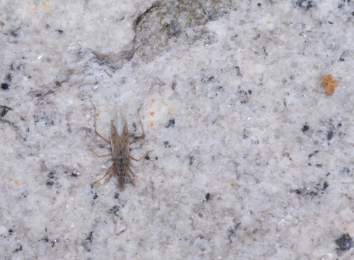 iNaturalist observation photo of Common Damsel Bug