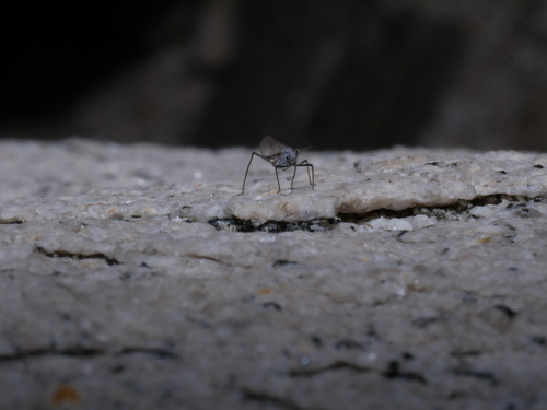 iNaturalist observation photo of pine needle aphid