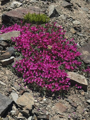 Penstemon rupicola, photograph 3