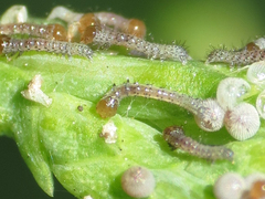 Lepidoptera