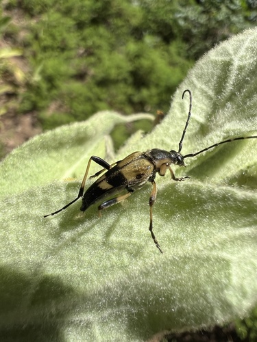 iNaturalist observation photo of Etorofus obliteratus