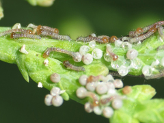Lepidoptera