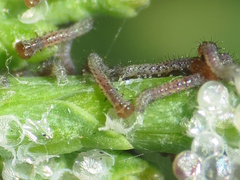 Lepidoptera