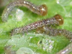 Lepidoptera