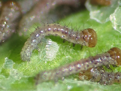 Lepidoptera