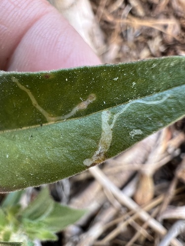 iNaturalist observation photo of Insects