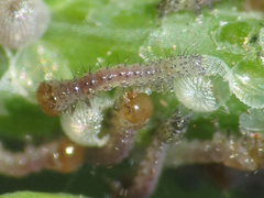 Lepidoptera