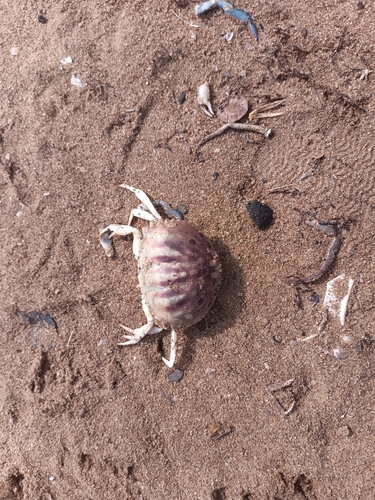 Calappa rubroguttata