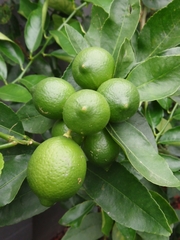 Citrus × latifolia