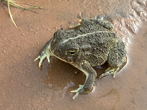Woodhouse's Toad