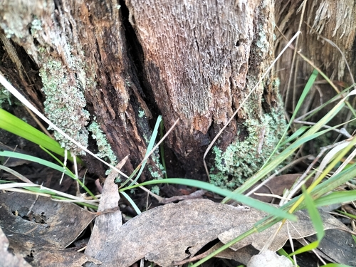 Cladonia rigida