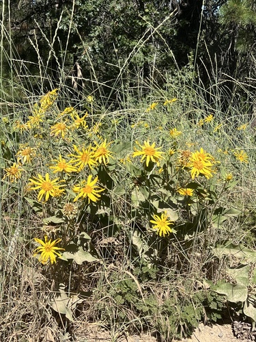 Agnorhiza elata