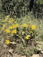 Agnorhiza elata