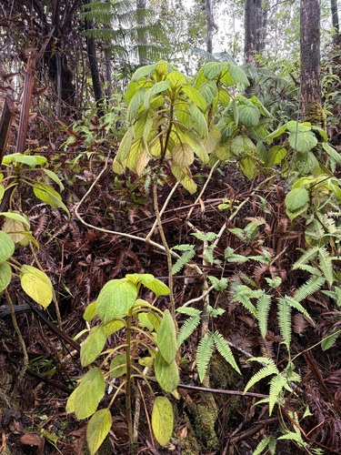 Cyrtandra platyphylla observed 2026-07-07