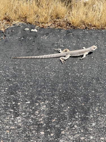 iNaturalist observation photo of Desert Iguana
