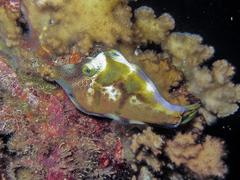 False Puffer photo 2