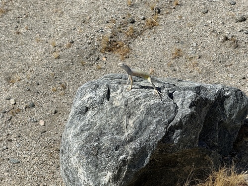 iNaturalist observation photo of Zebra-tailed Lizard