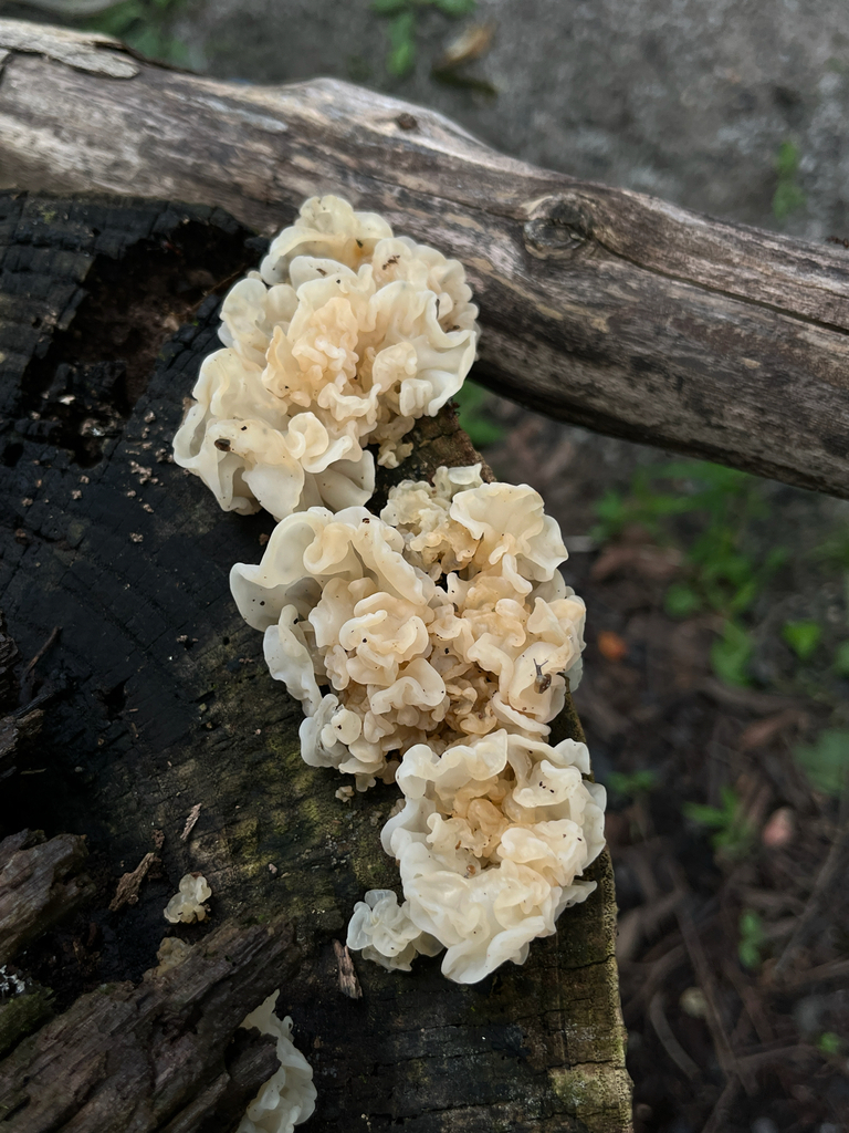white jelly fungus · July 2026 · photo: Photo: (c) Sierra Weir, some rights reserved (CC BY) · iNaturalist