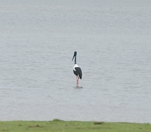 Black-necked Stork (Ephippiorhynchus asiaticus), photo 4