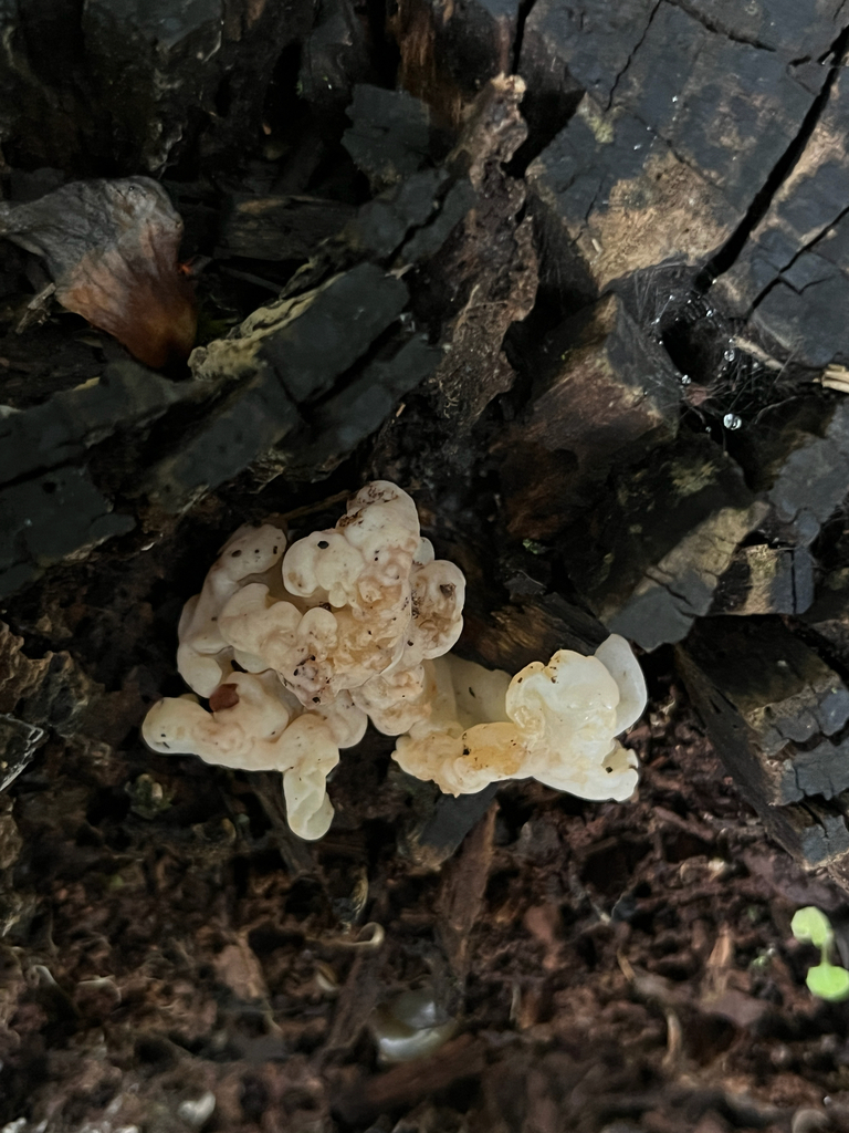 white jelly fungus · July 2026 · photo: Photo: (c) Sierra Weir, some rights reserved (CC BY) · iNaturalist