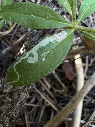iNaturalist observation photo of Liriomyza galiivora