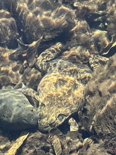iNaturalist observation photo of American Bullfrog