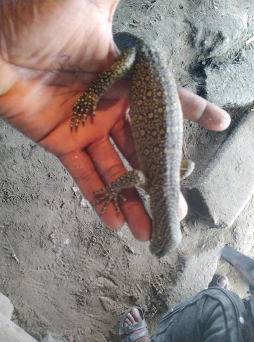 Nile Monitor