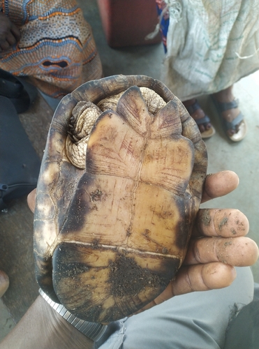 West African Mud Turtle