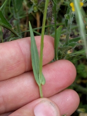 Thysanocarpus curvipes