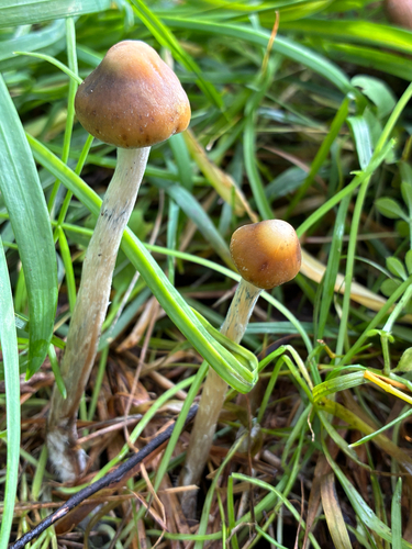 Psilocybe subaeruginosa
