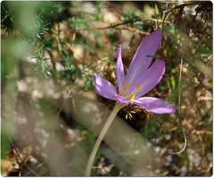 Colchicum autumnale