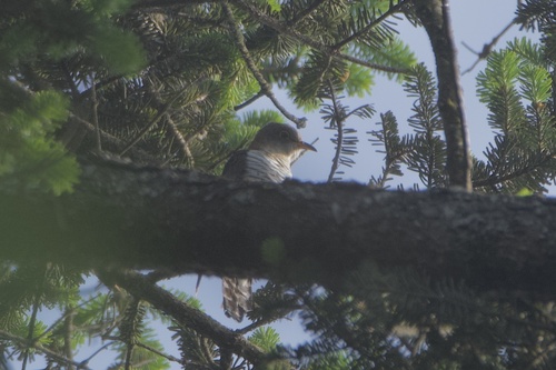iNaturalist image