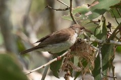 Ramsayornis modestus