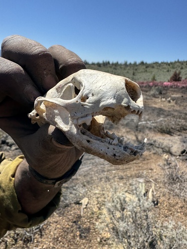 American Badger