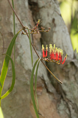 Decaisnina brittenii