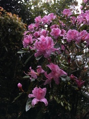 Rhododendron breviperulatum