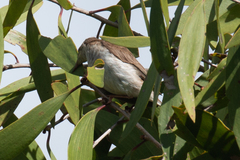 Ramsayornis modestus