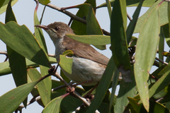 Ramsayornis modestus