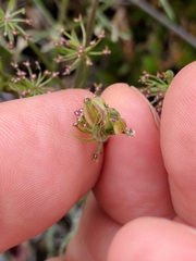 Lomatium utriculatum