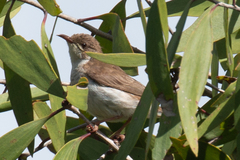 Ramsayornis modestus
